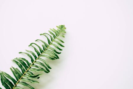 tropical plants on white backgroundの写真素材