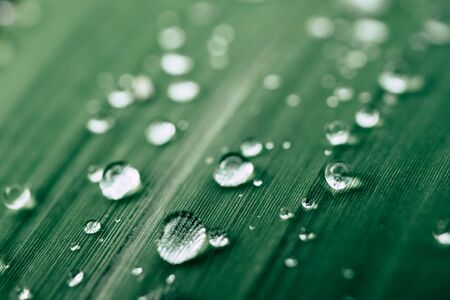 drops of water on the leaves. green nature backgroundの写真素材