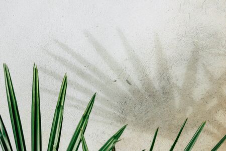 abstract background texture of shadows palm leaves on a concrete wall