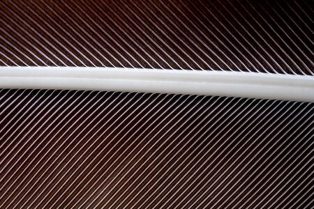 abstract background bird feather textureの写真素材