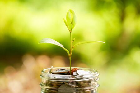 save money for investment concept. plant growing out of coins