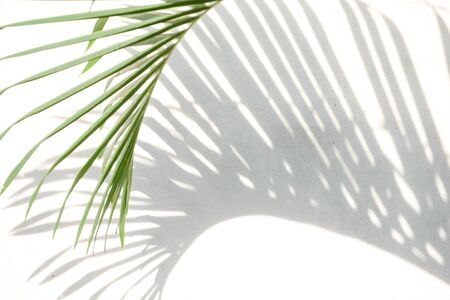 abstract background texture of shadows palm leaves on a concrete wall