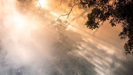 Background of white smoke, Fog or smoke background, Smog abstract backgroundの写真素材