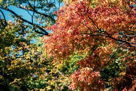 background autumn leaves in Japanの写真素材