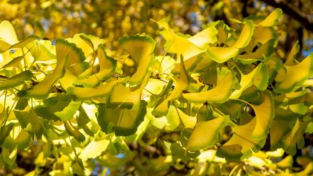 background autumn leaves in Japanの写真素材