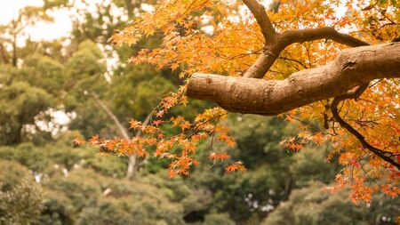background autumn leaves in Japanの写真素材