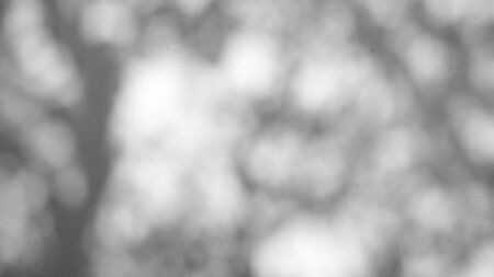 Black and White abstract background textuer of shadows leaf on a concrete wallの写真素材