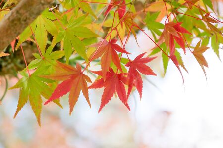 background autumn leaves in Japan