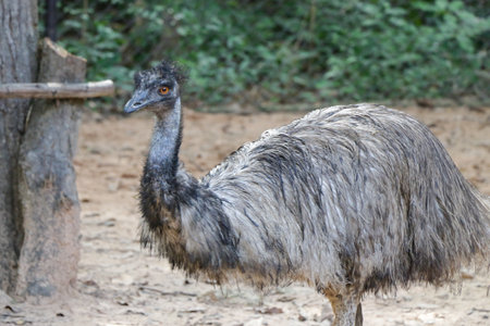 close up of an emu head, The emu is the second-largest living bird by height, after its ratite relative, the ostrich ,Portrait of Australian Emuの写真素材