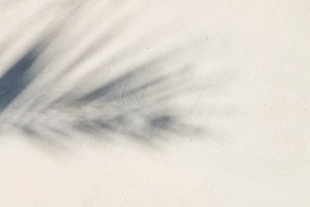 abstract background texture of shadows leaf on a concrete wallの写真素材