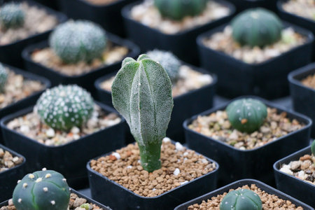 Cactus succulent plant in the greenhouseの写真素材