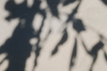abstract background texture of shadows leaf on a concrete wallの写真素材