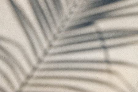 abstract background texture of shadows leaf on a concrete wallの写真素材