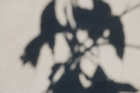 abstract background texture of shadows leaf on a concrete wall