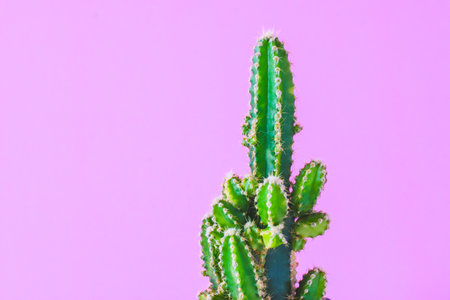 Trendy cactus plants on pink background wall. Minimal creative styleの写真素材