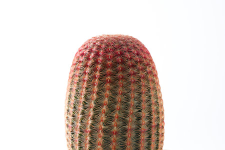 Cactus succulent plant on white backgroundの写真素材