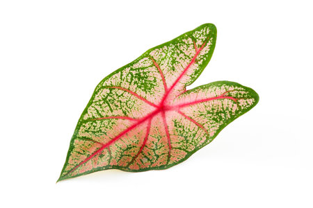 tropical leaves on white backgroundの写真素材