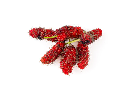 Pile of organic Mulberry fruits isolated on white backgroundの写真素材