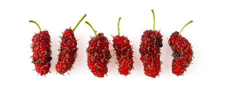 Pile of organic Mulberry fruits isolated on white backgroundの写真素材