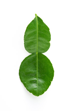 Bergamot kaffir lime leaves herb fresh ingredient isolated on white background.Green citrus thai lime ingredient for cookingの写真素材