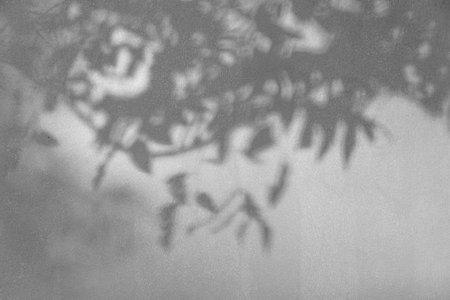 Black and White abstract background texture of shadows leaf on a concrete wallの写真素材