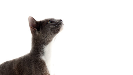 Portrait of cat on white backgroundの写真素材