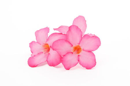 Tropical flower Pink Adenium. Desert rose on isolated white backgroundの写真素材