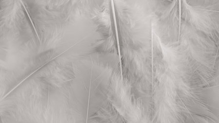 white feather wool pattern texture backgroundの写真素材