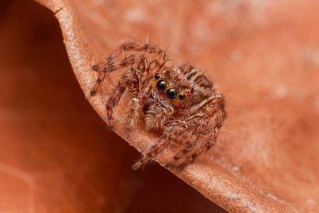 macro Close up of jump spiderの写真素材