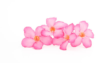 Tropical flower Pink Adenium. Desert rose on isolated white backgroundの写真素材