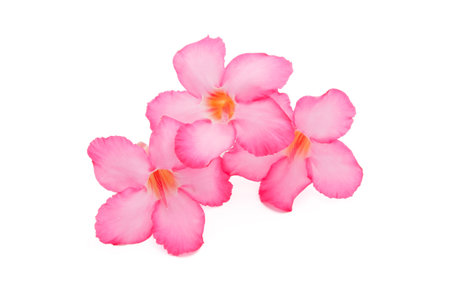 Tropical flower Pink Adenium. Desert rose on isolated white backgroundの写真素材