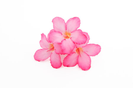 Tropical flower Pink Adenium. Desert rose on isolated white backgroundの写真素材
