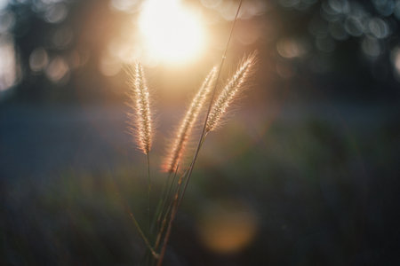 Vintage roadside flowers reflect nature.