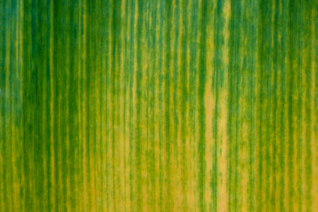 leaves texture, nature green background, environment pattern plant, tree fresh abstract organicの写真素材