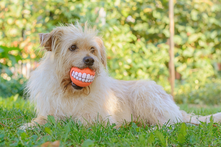 Best friend dog with cheerful ballの写真素材