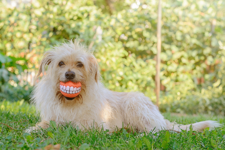 Best friend dog with cheerful ballの写真素材