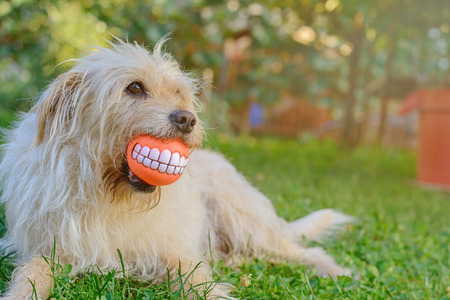 Best friend dog with cheerful ballの写真素材