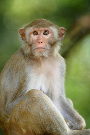Rhesus macaque, Rhesus monkey  (Macaca mulatta) at Wat Tham Pha Mak Ho Temple, Thailand.の写真素材