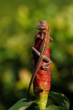 Changeable Lizard, Red-headed Lizard, Indian Garden Lizard hang on the crabe ginger in the garden,...