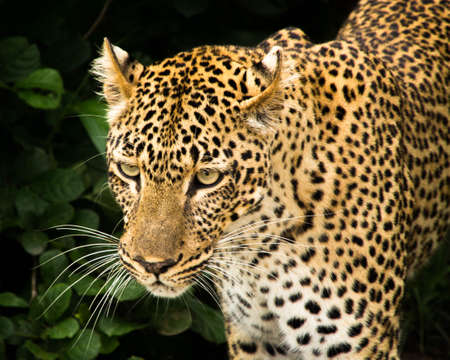 Leopard walking out of a bushの写真素材