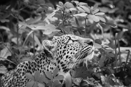 A young leopard keeping an watchful eye on monkeysの写真素材