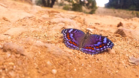 A purple butterfly sitting on dull ground