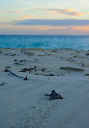 Turtle going to the sea