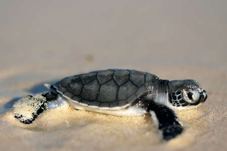 A green back turtle just after hatching
