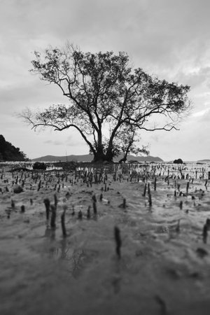 Mangroove Treeの写真素材