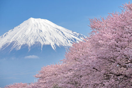 Mt.Fuji with cherry blossomsの写真素材