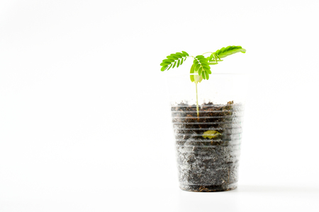 Freshness  young  plant growth in glass on white background isolated .The evergreen leaves are alternately arranged and pinnately lobed. The leaves are bright green. Sensitive focus backgroundの写真素材