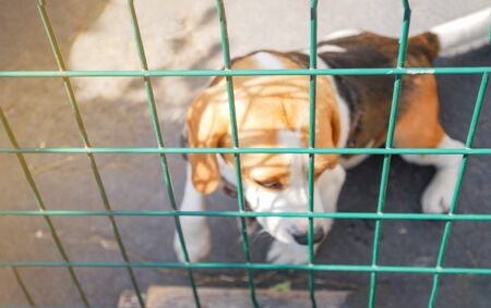 Dog, blur sad little tricolor beagle with cage or gate outdoor in sunny day,  animal domestic life.の写真素材