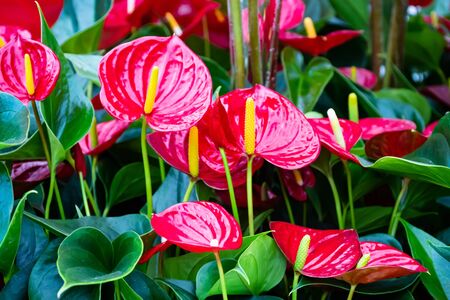 Beautiful brightness red Anthurium andraeanum , flamingo flowers or tailflower, painter's palette, and laceleaf. blossom in garden with  bright red spathe and heart shape green leaf. Nature backgroundの写真素材