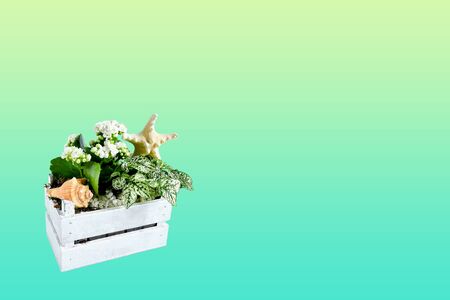 Object decorative wooden square pot with mix small green plants decor with seashell and starfish on grean yellow garadient background and clipping path, space for text.  Selective focus.の写真素材